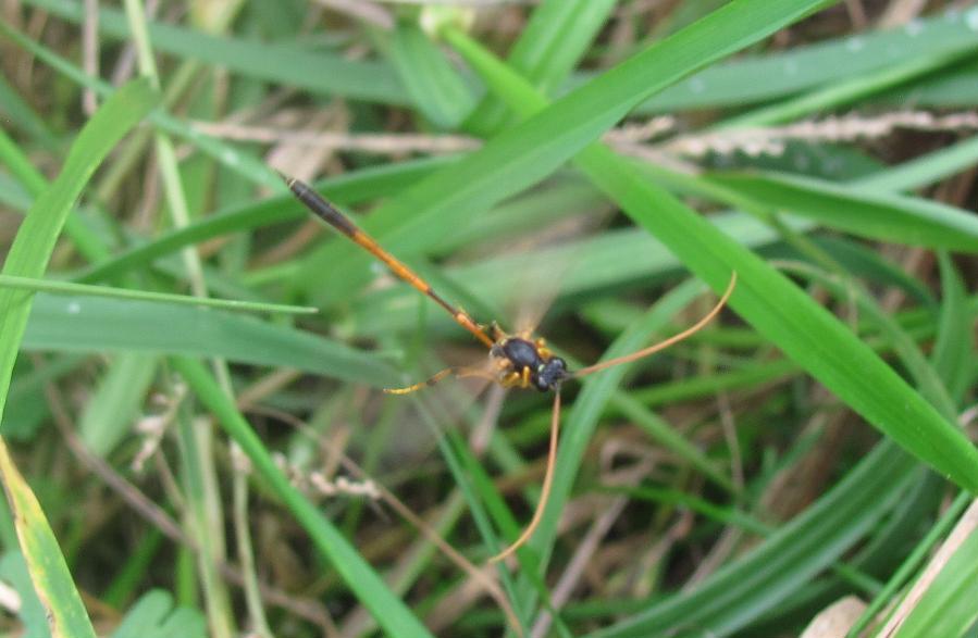 Sphecidae? No. Ichneumonidae